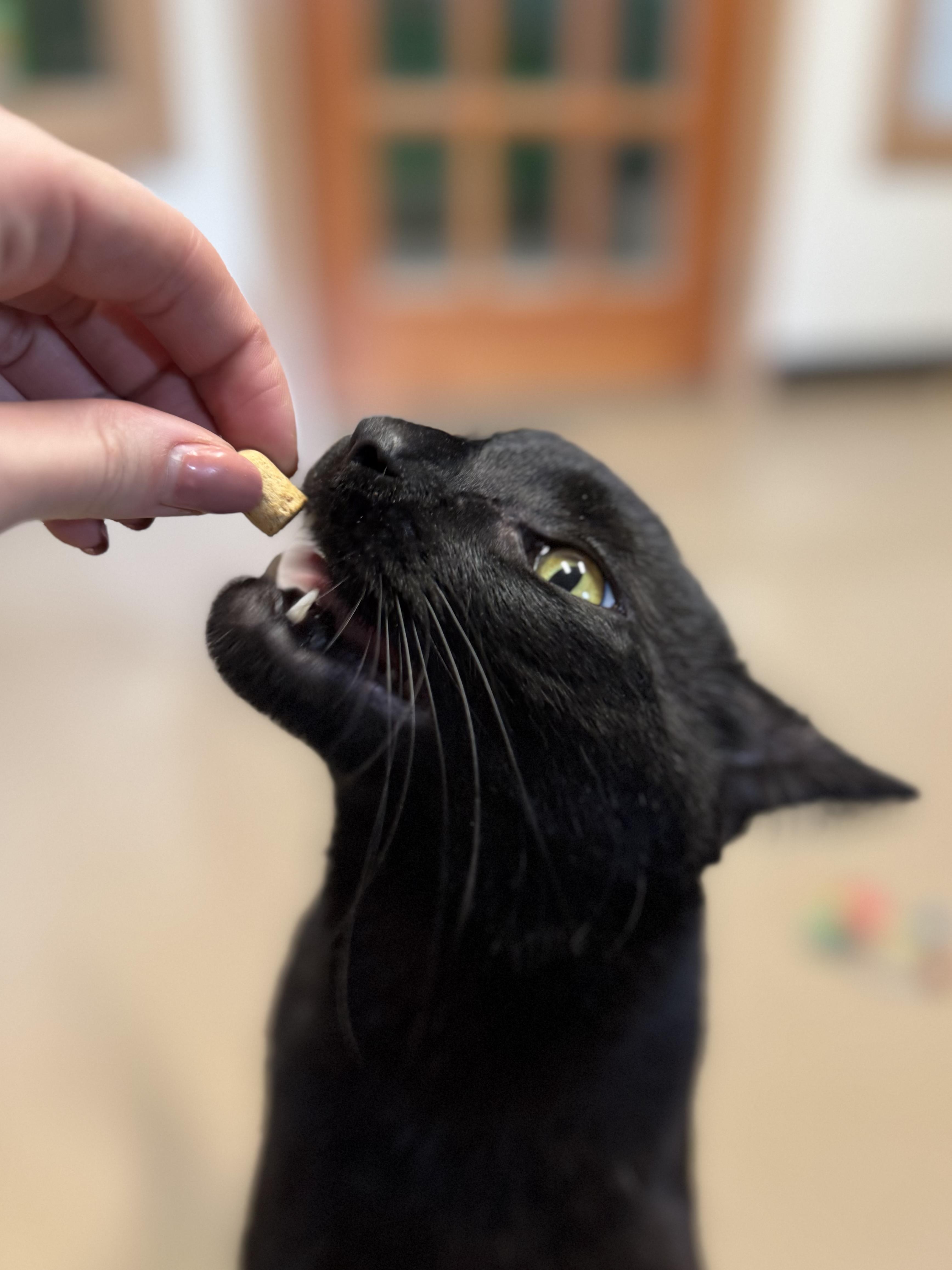 Fern #39572 (3 Years Old), a Adoptable Domestic Short Hair in Langley, BC image 5/6