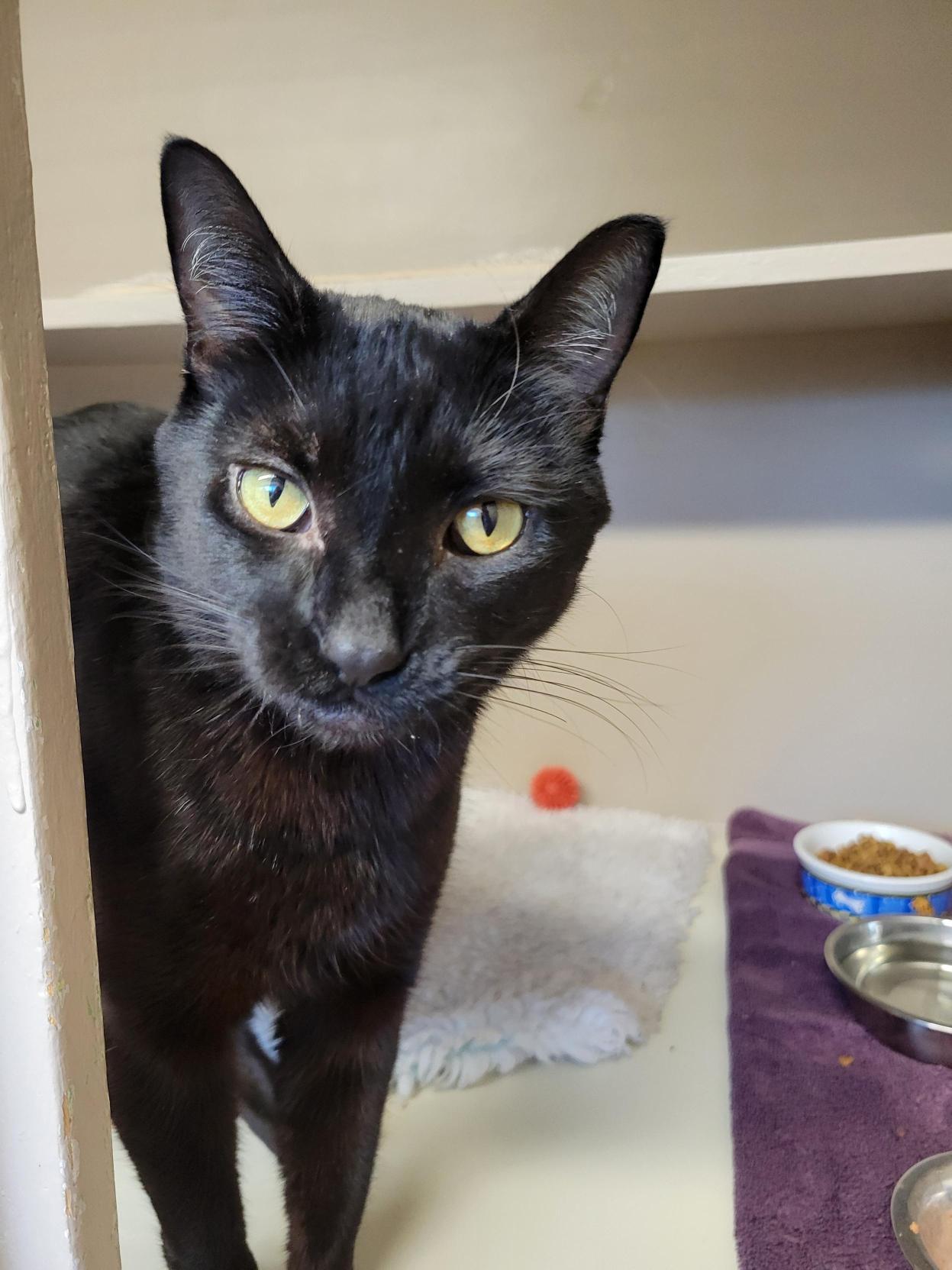 Fern #39572 (3 Years Old), a Adoptable Domestic Short Hair in Langley, BC image 2/6