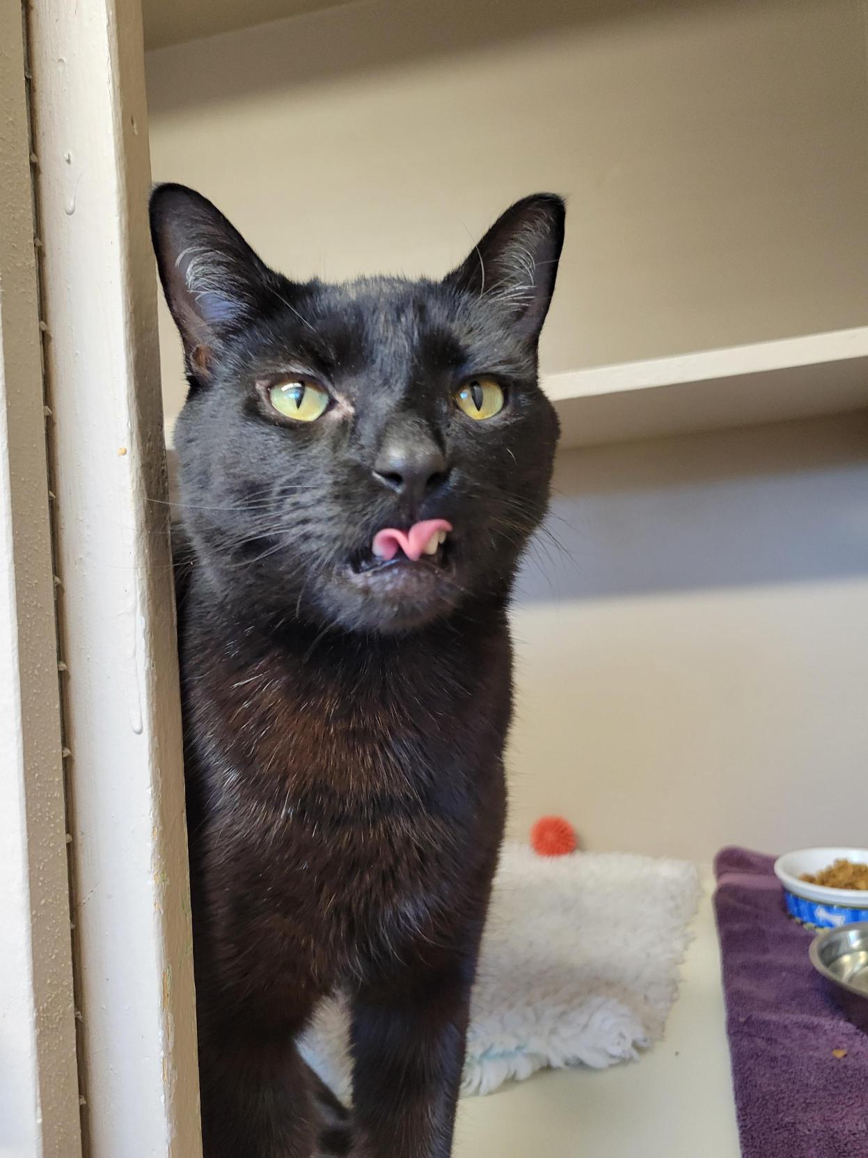 Fern #39572 (3 Years Old), a Adoptable Domestic Short Hair in Langley, BC image 4/6