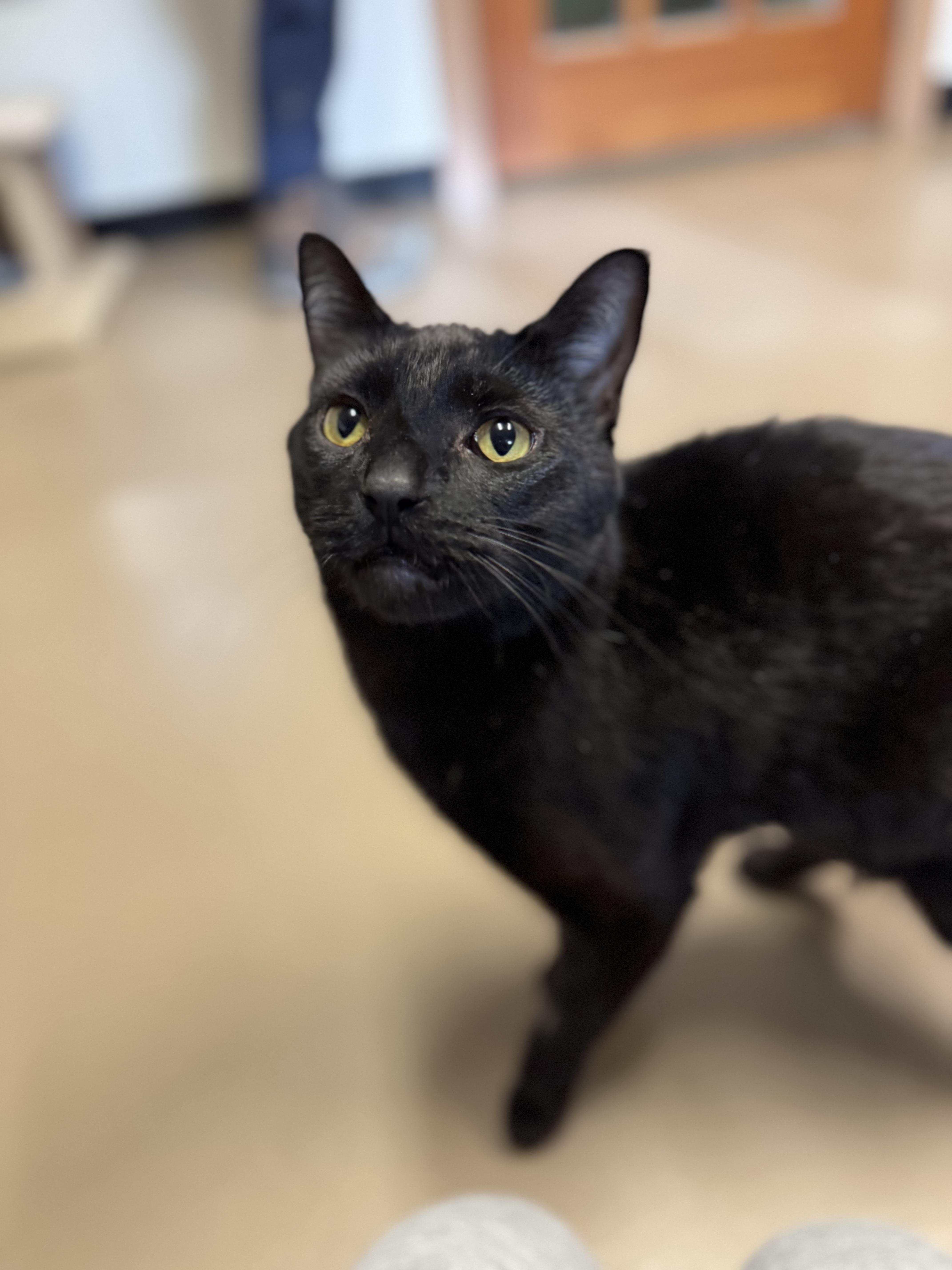 Fern #39572 (3 Years Old), a Adoptable Domestic Short Hair in Langley, BC image 1/6