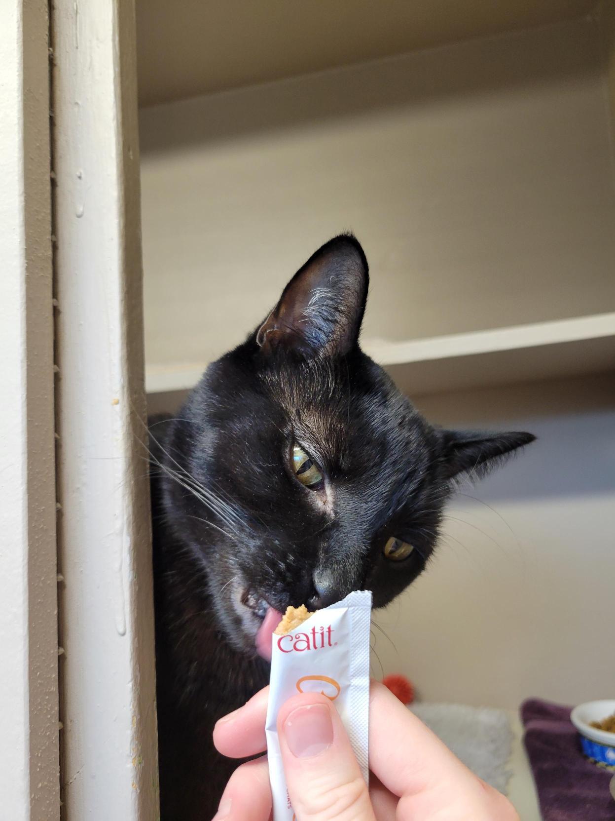 Fern #39572 (3 Years Old), a Adoptable Domestic Short Hair in Langley, BC image 6/6