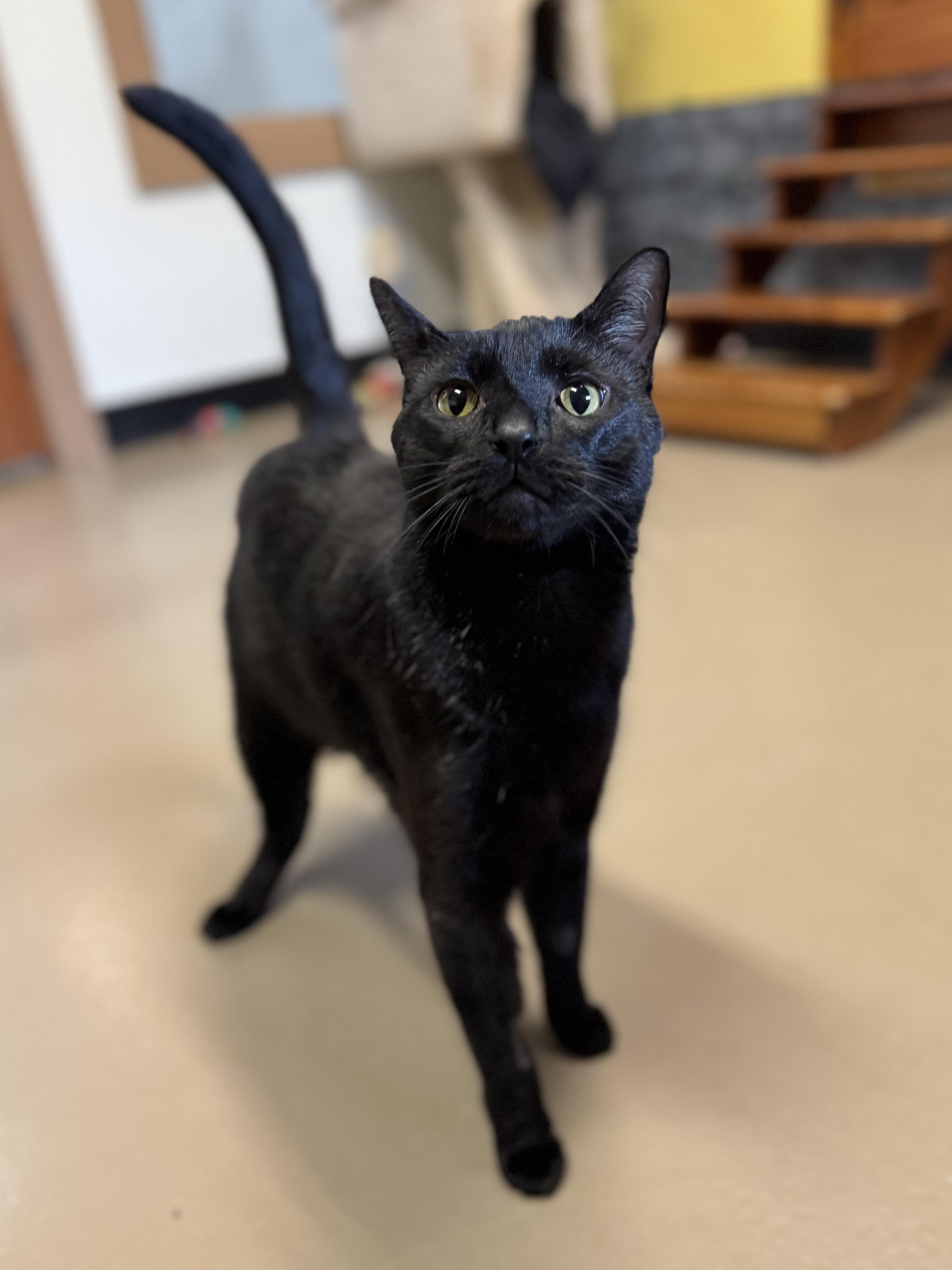 Fern #39572 (3 Years Old), a Adoptable Domestic Short Hair in Langley, BC image 3/6