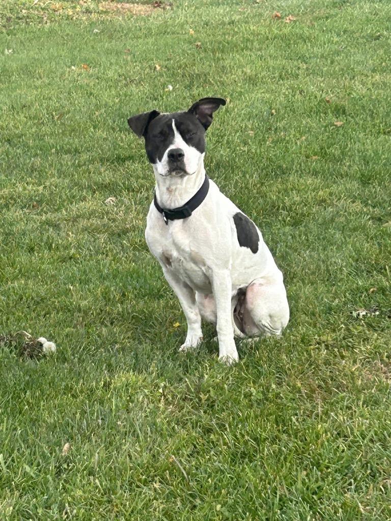 Moo Cow, a Adoptable Terrier in Auburn, IN image 1/2