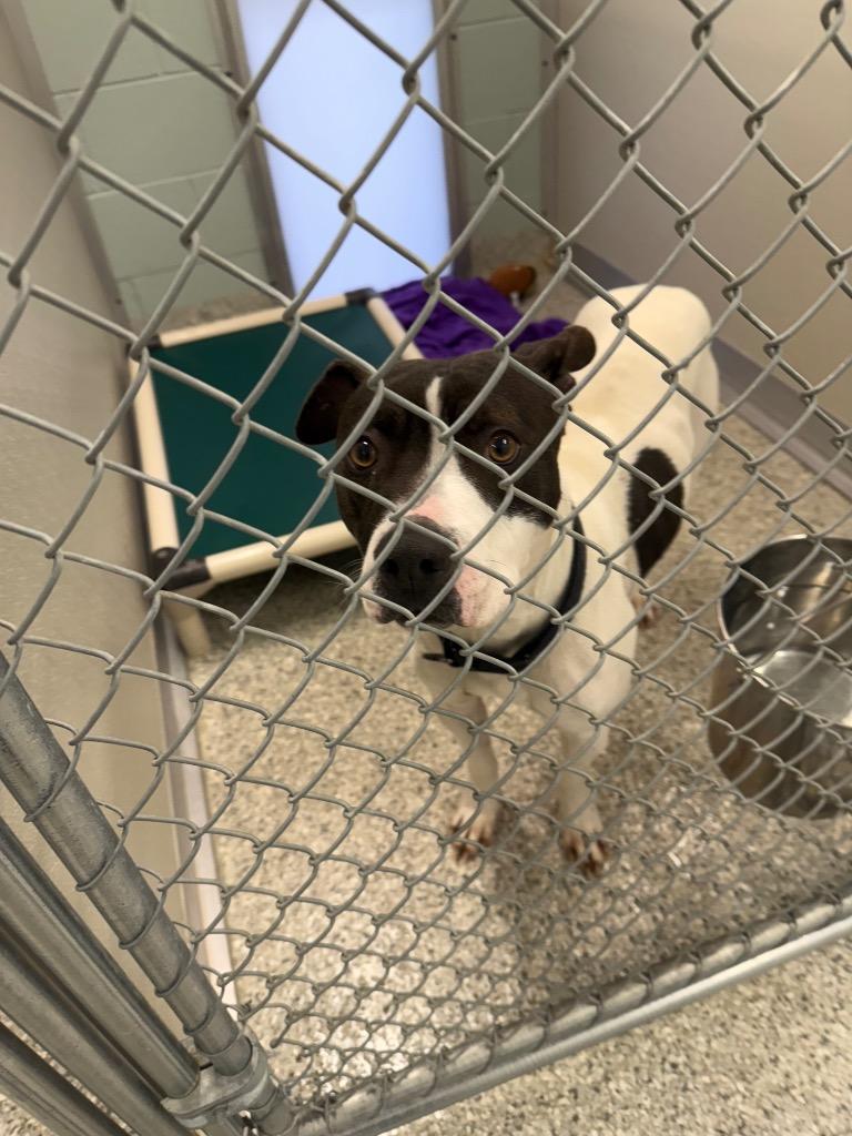 Moo Cow, a Adoptable Terrier in Auburn, IN image 2/2