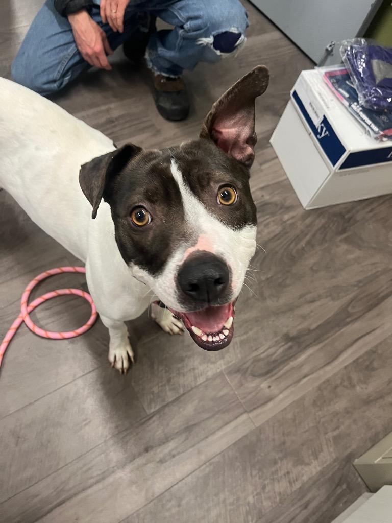 Enlarge Daisy Moo Cow, a Adoptable Terrier in Auburn, IN image 4/4
