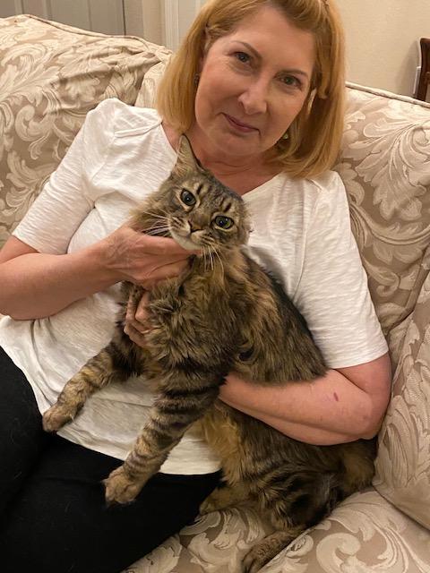 Sammy, Adopted, Adult Male Domestic Medium Hair & Maine Coon.