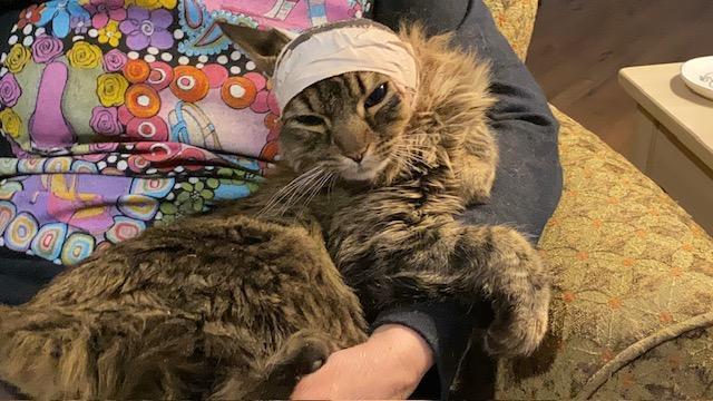 Sammy, a Adopted mixed breed in Carrollton, TX image 2/3