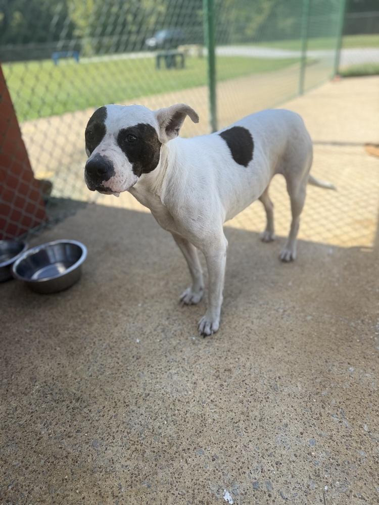 Elvira 25D-280, Adoptable, Adult Female Terrier.