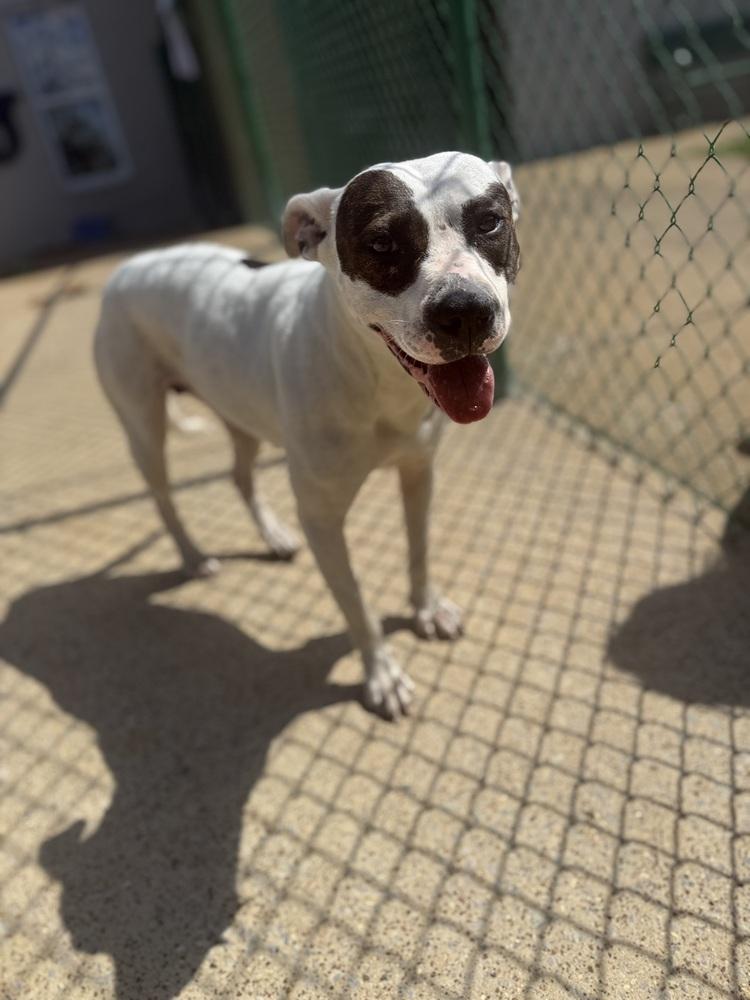 Enlarge Elvira 25D-280, a Adoptable mixed breed in Corinth, MS image 3/3