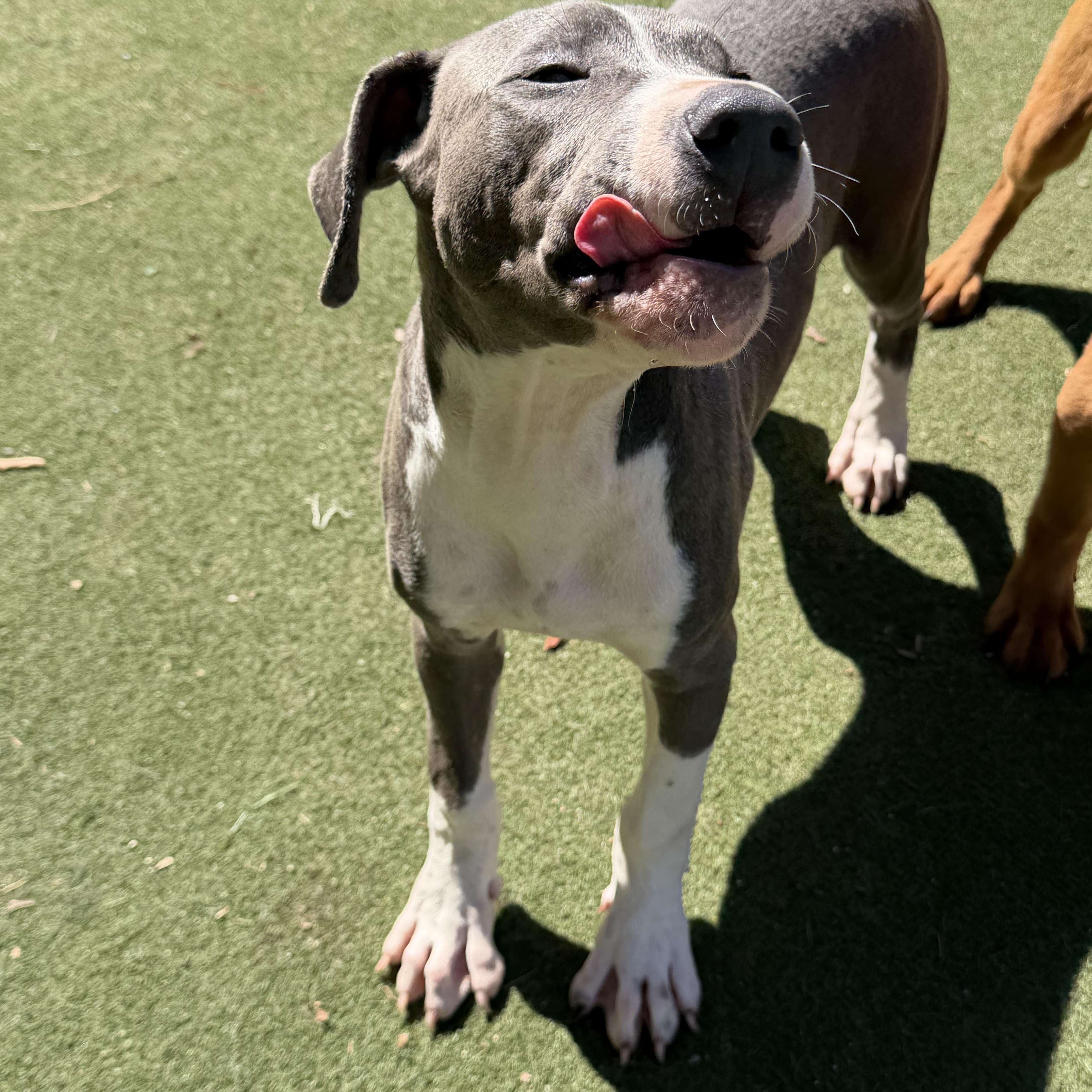 Enlarge Arthur Cockfield, a Adoptable mixed breed in Charlotte, NC image 3/6