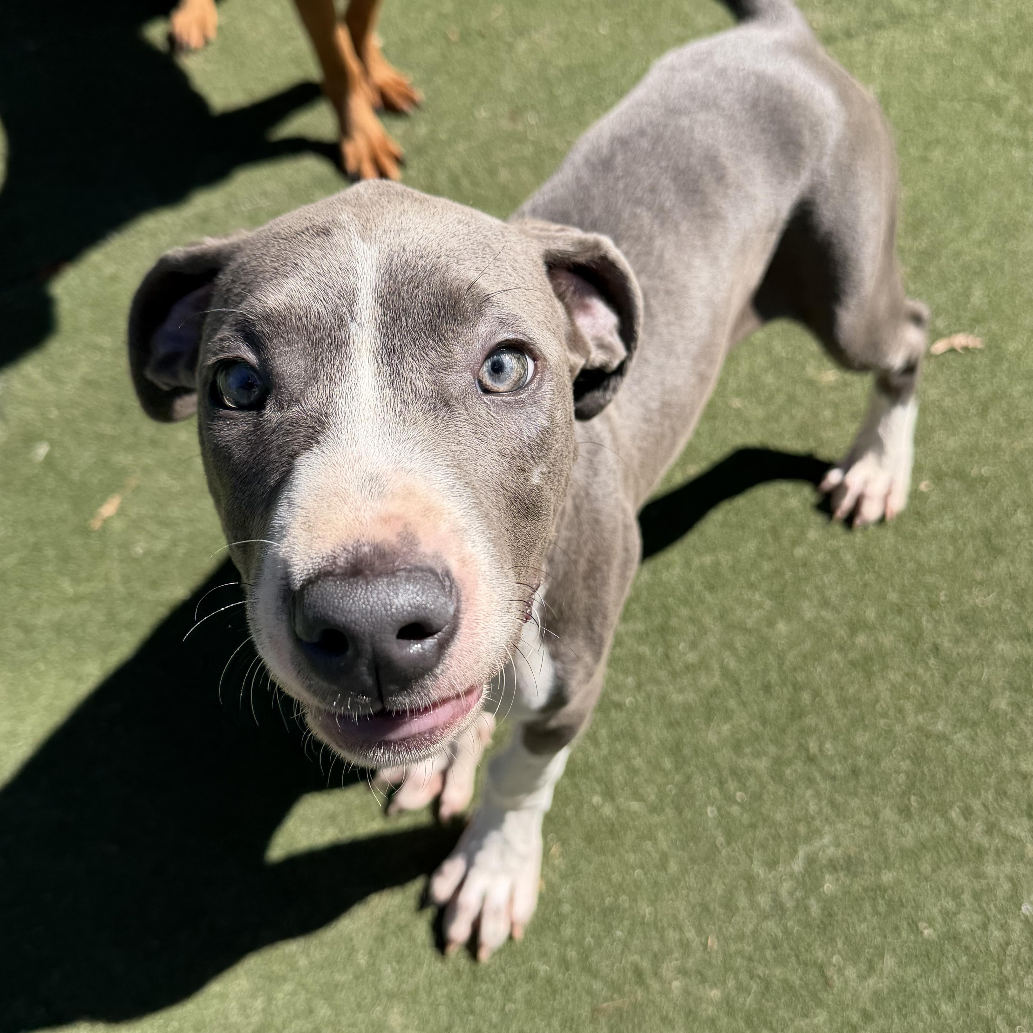 Arthur Cockfield, Adoptable, Puppy Male American Bully & Weimaraner.