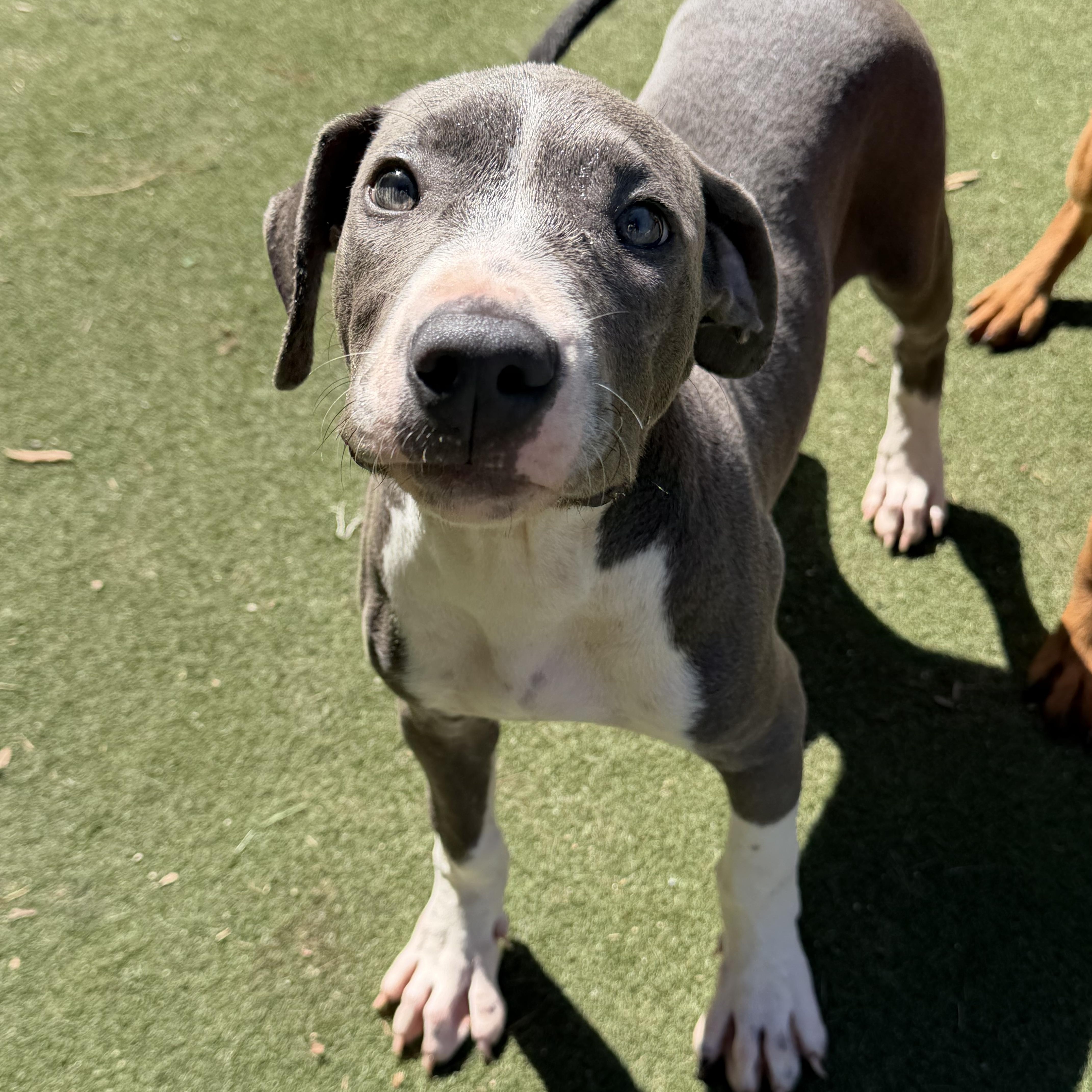 Enlarge Arthur Cockfield, a Adoptable mixed breed in Charlotte, NC image 2/6