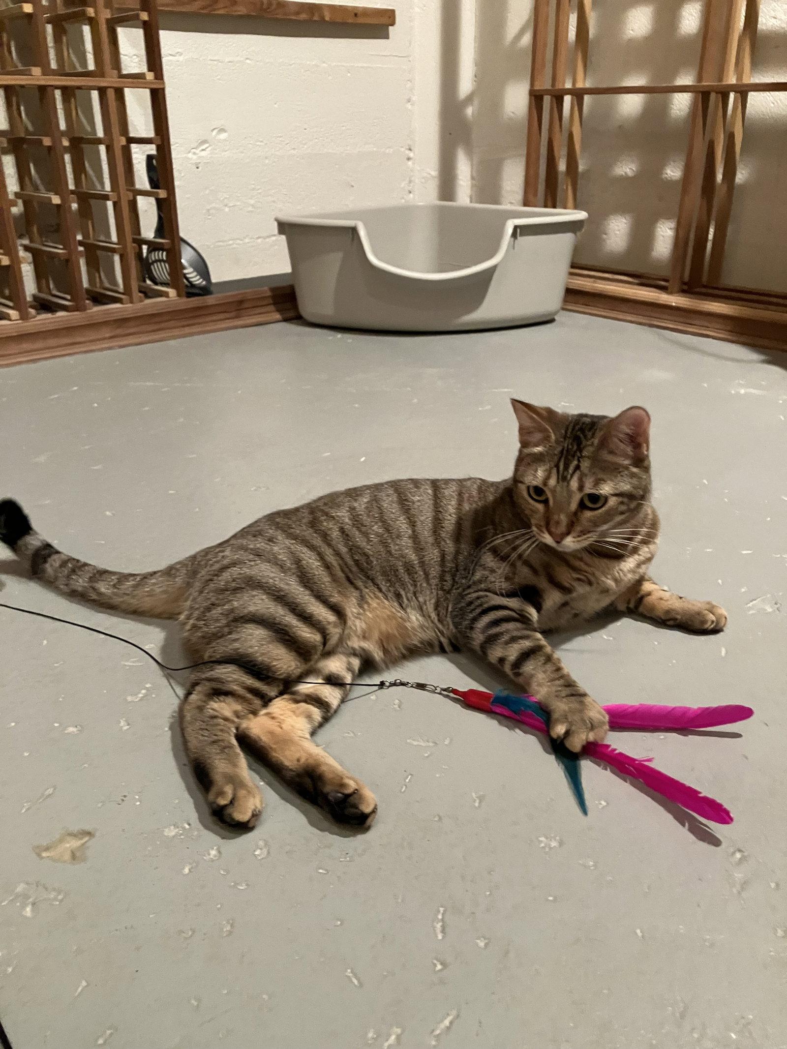 MABEL - Offered by Owner - Needs Special Attention, Adoptable, Adult Female Tabby & Bengal.