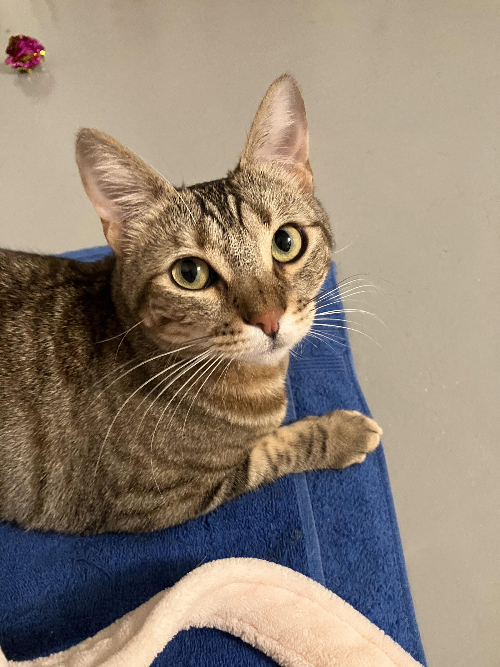 Enlarge MABEL - Offered by Owner - Needs Special Attention, a Adoptable mixed breed in Hillsboro, OR image 2/3