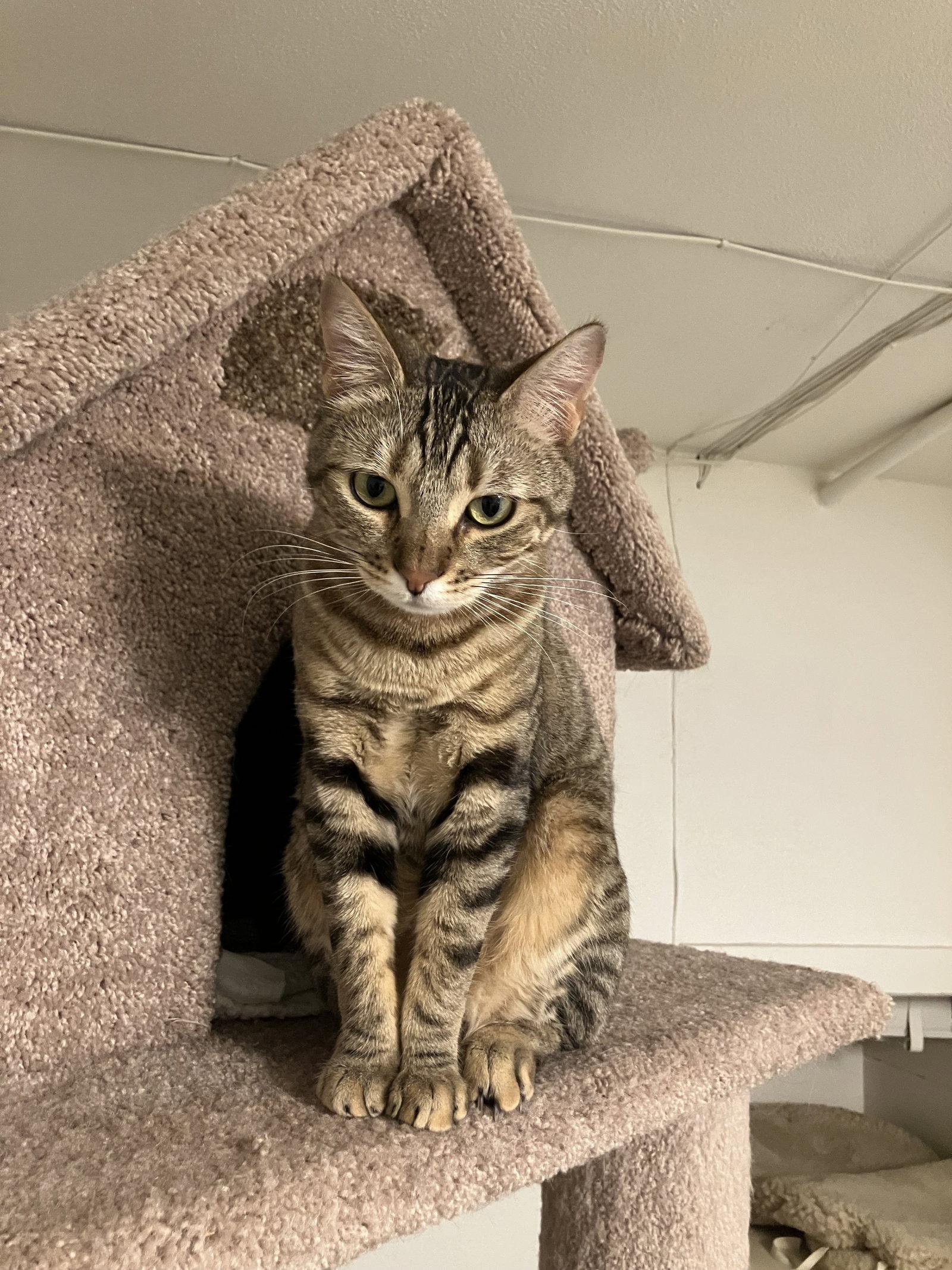 Enlarge MABEL - Offered by Owner - Needs Special Attention, a Adoptable mixed breed in Hillsboro, OR image 3/3