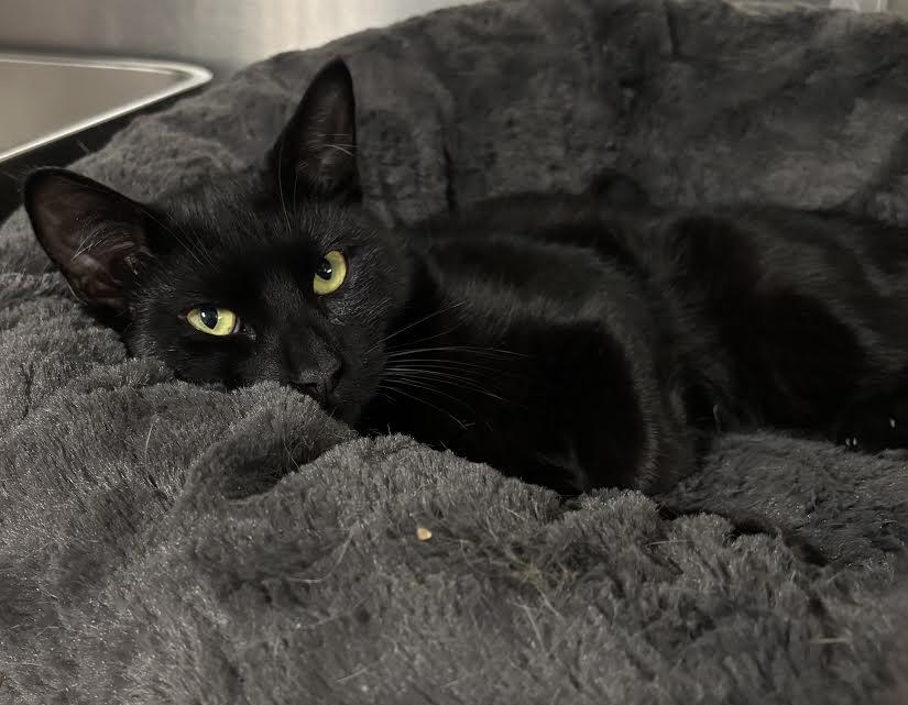 Enlarge Dominic and Danny, a ADOPTABLE Domestic Short Hair in Marblehead, MA image 2/2