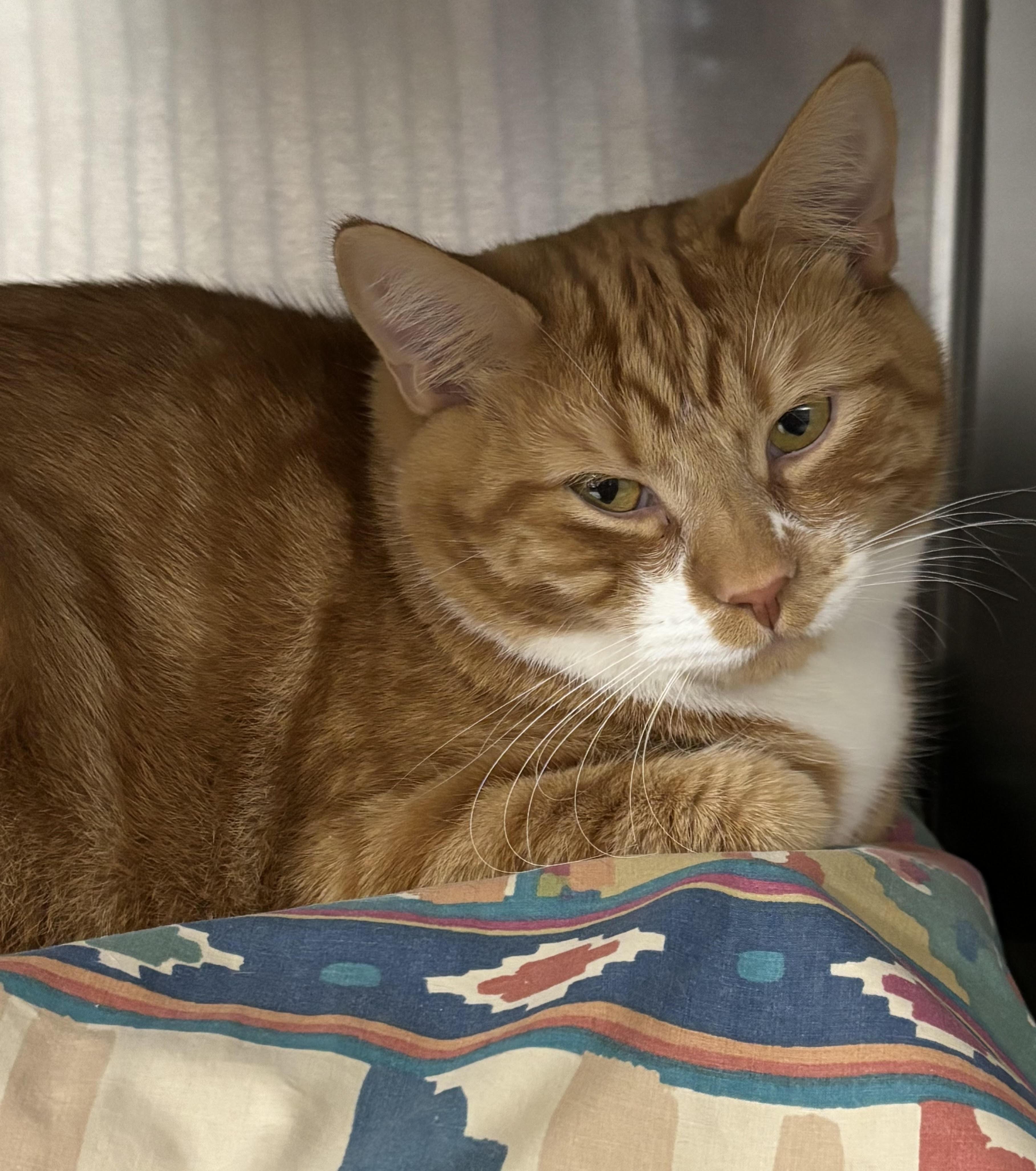 Enlarge Dominic and Danny, a ADOPTABLE Domestic Short Hair in Marblehead, MA image 1/3