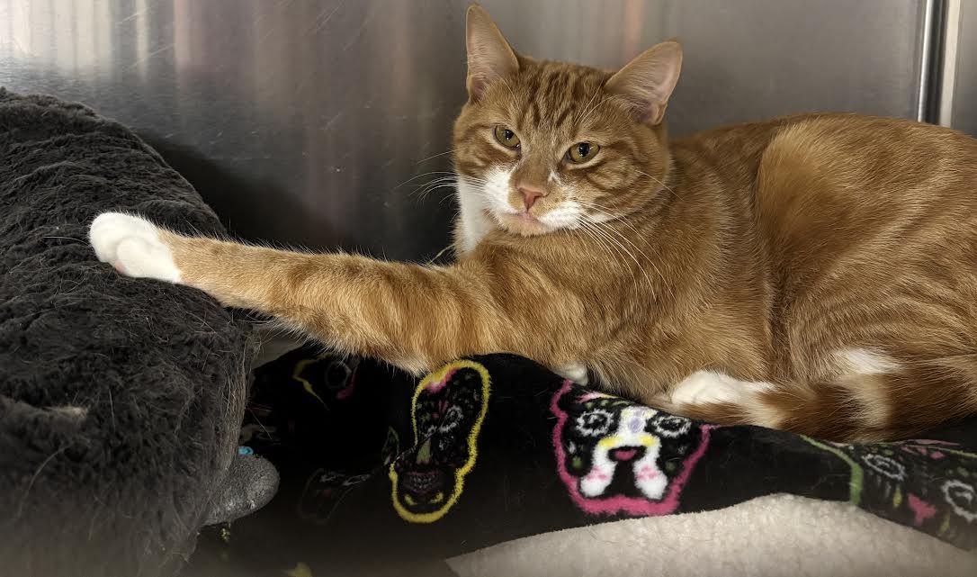 Dominic and Danny, ADOPTABLE, Adult Male Domestic Short Hair.