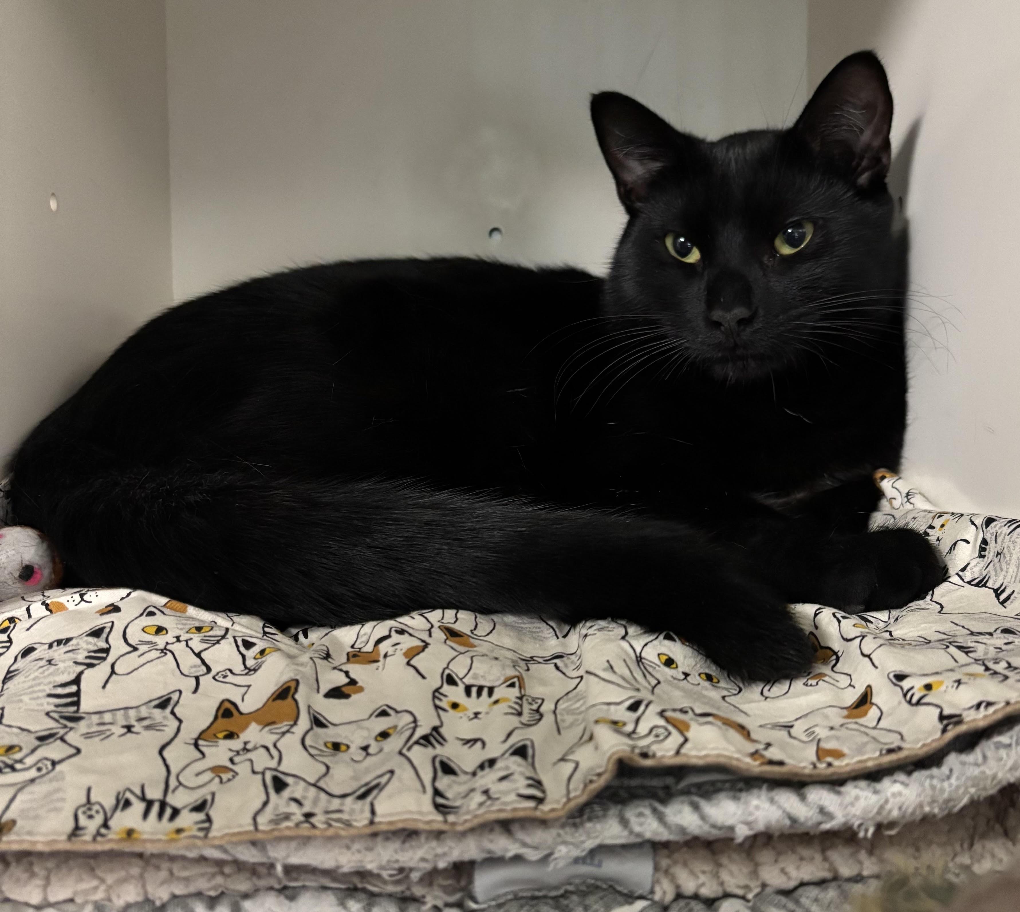 Enlarge Dominic and Danny, a Adoptable Domestic Short Hair in Marblehead, MA image 2/4