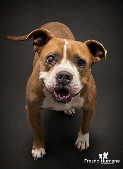 Bethany, Adoptable, Adult Female Pit Bull Terrier & Mixed Breed.