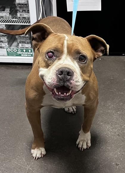 Bethany, a Adoptable mixed breed in Fresno, CA image 2/2
