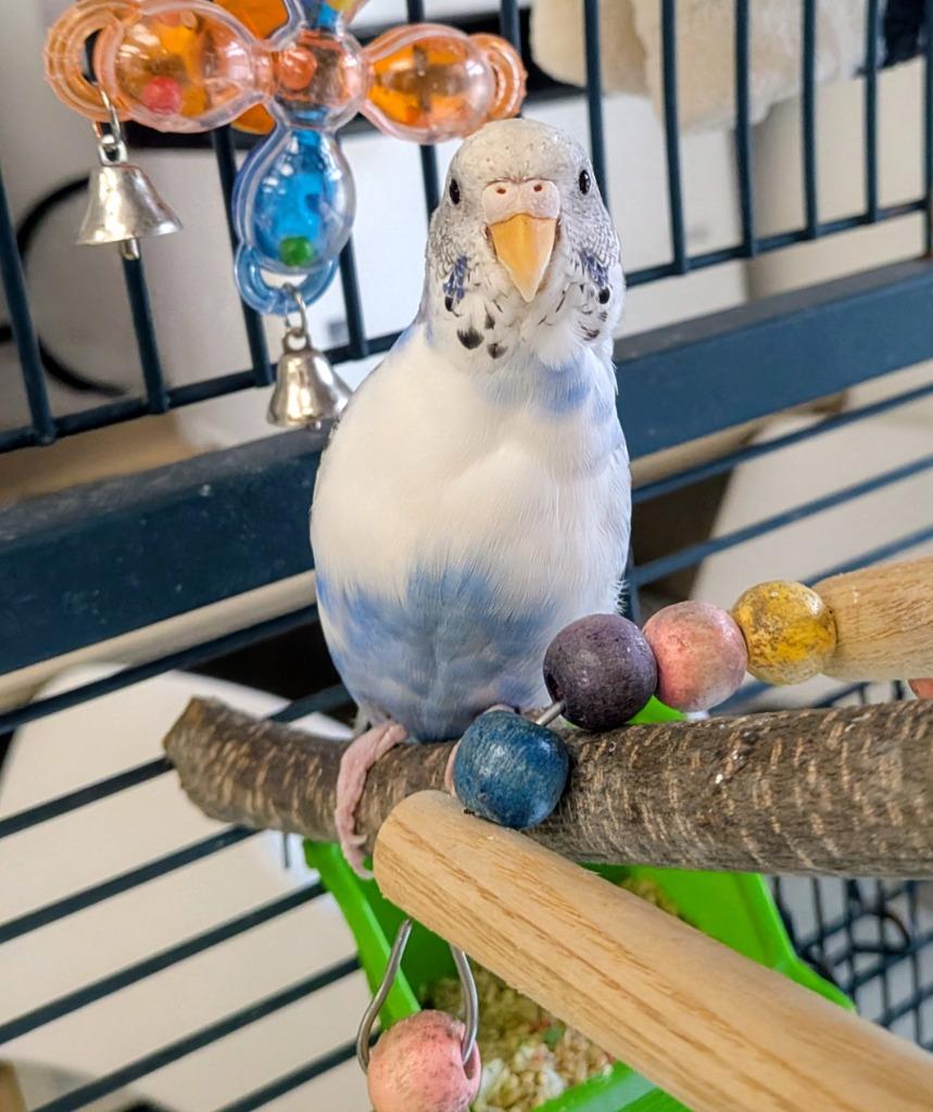 Baby, Adoptable, Adult Female Parakeet (Other).