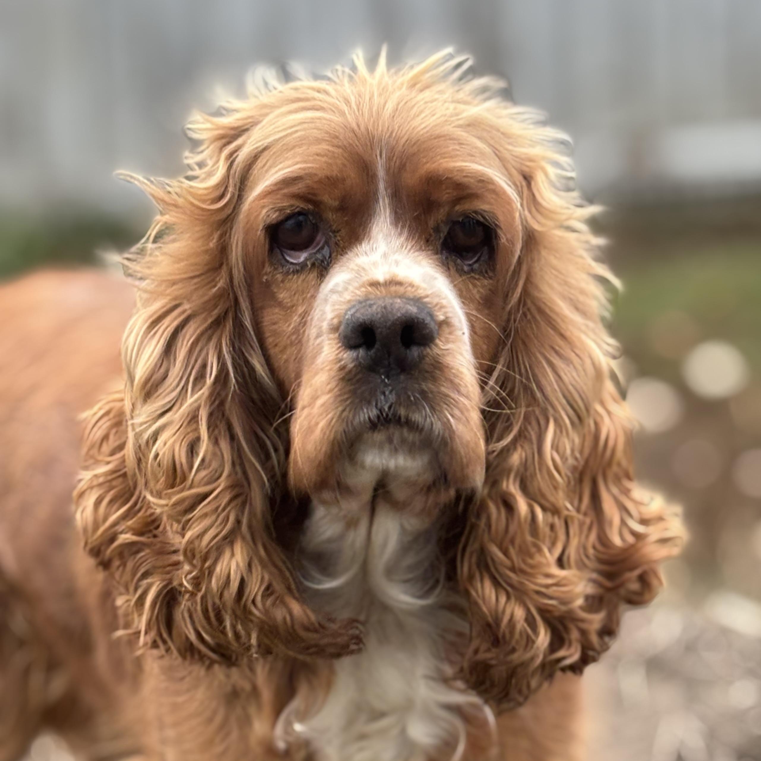 Enlarge Abby, an adopted Cocker Spaniel in Russellville, OH image 1/2