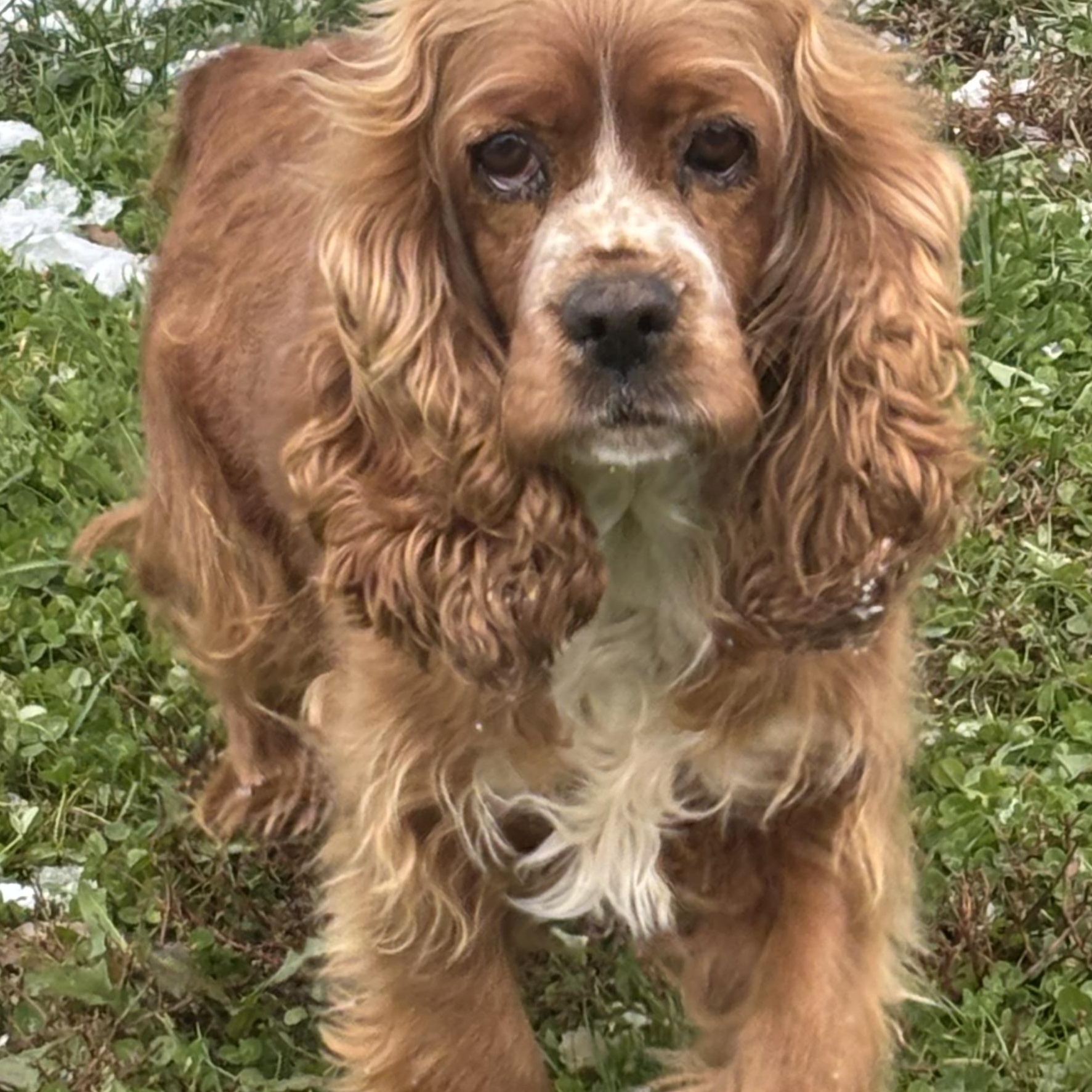 Enlarge Abby, an adopted Cocker Spaniel in Russellville, OH image 2/2