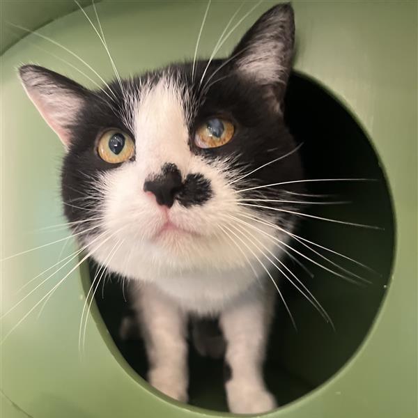 Pepper, a Adoptable Domestic Short Hair in Bentonville, AR image 1/3