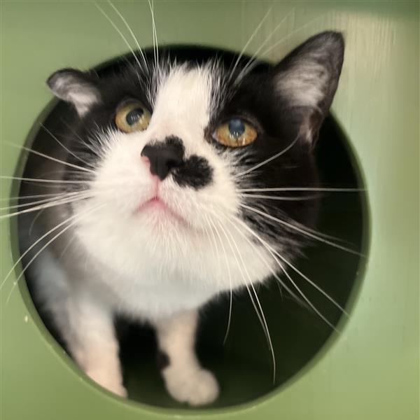 Pepper, a Adoptable Domestic Short Hair in Bentonville, AR image 2/3