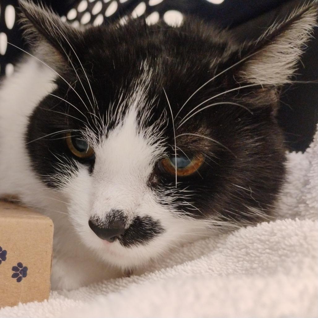 Pepper, a Adoptable Domestic Short Hair in Bentonville, AR image 3/3