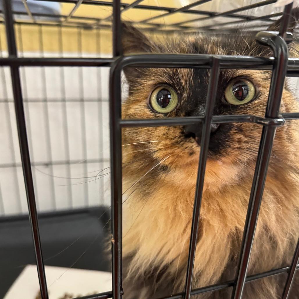 Enlarge Tortuga ARC2026-037, a Adoptable Domestic Long Hair in Akron, NY image 1/6