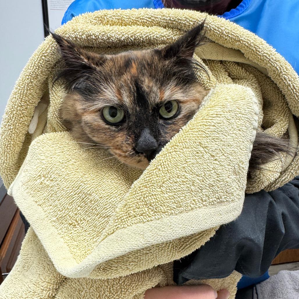 Enlarge Tortuga ARC2026-037, a Adoptable Domestic Long Hair in Akron, NY image 2/6
