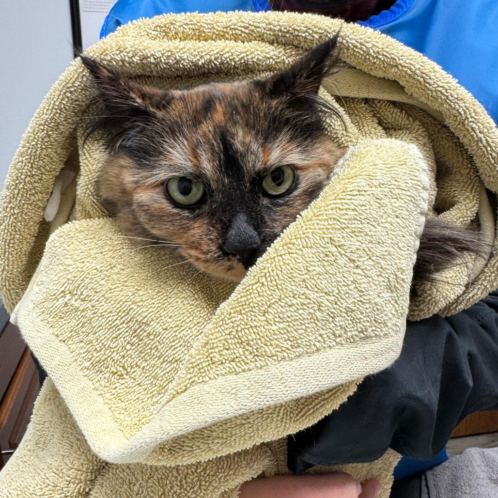 Enlarge Tortuga ARC2026-037, a Adoptable Domestic Long Hair in Akron, NY image 3/6