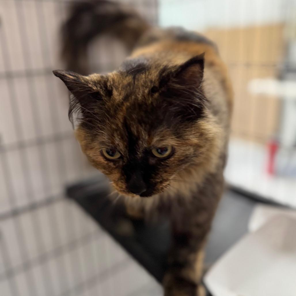Enlarge Tortuga ARC2026-037, a Adoptable Domestic Long Hair in Akron, NY image 4/6