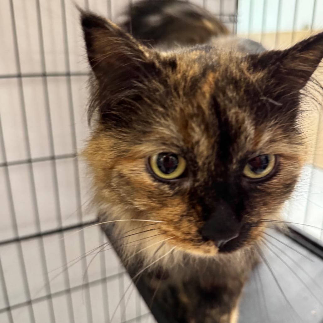 Enlarge Tortuga ARC2026-037, a Adoptable Domestic Long Hair in Akron, NY image 5/6