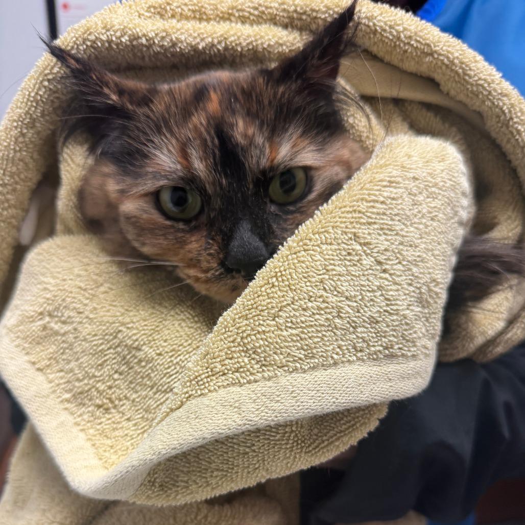 Enlarge Tortuga ARC2026-037, a Adoptable Domestic Long Hair in Akron, NY image 6/6