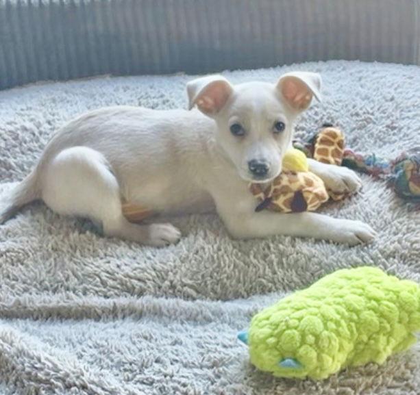 Skeeter, Adoptable, Puppy Male Terrier.