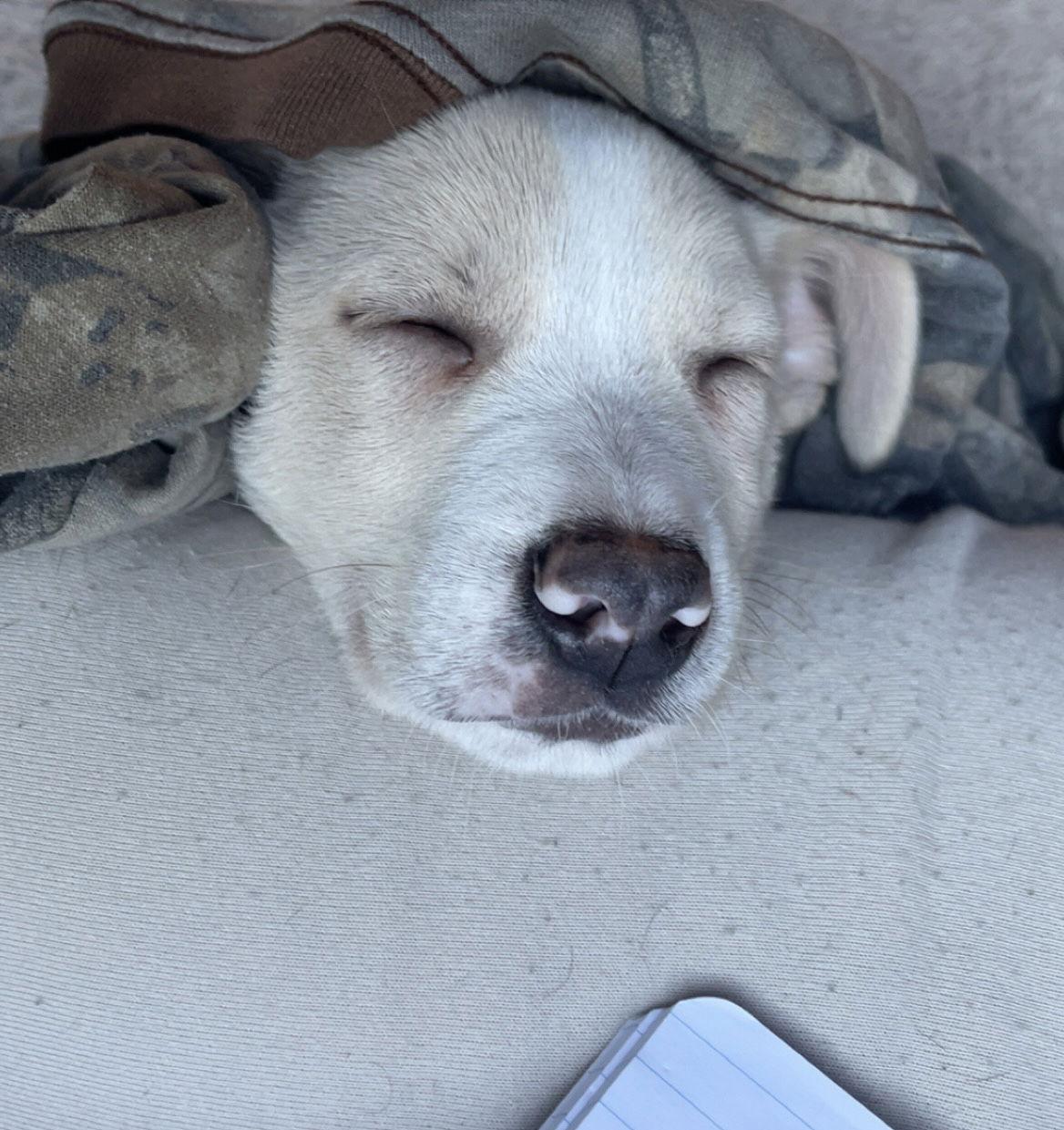 Enlarge Skeeter, a Adoptable Terrier in Barnhart, MO image 2/3