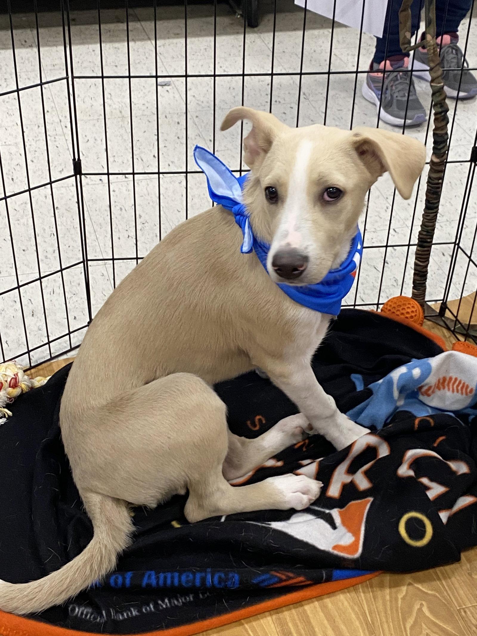 Enlarge Skeeter, a Adoptable Terrier in Barnhart, MO image 1/3