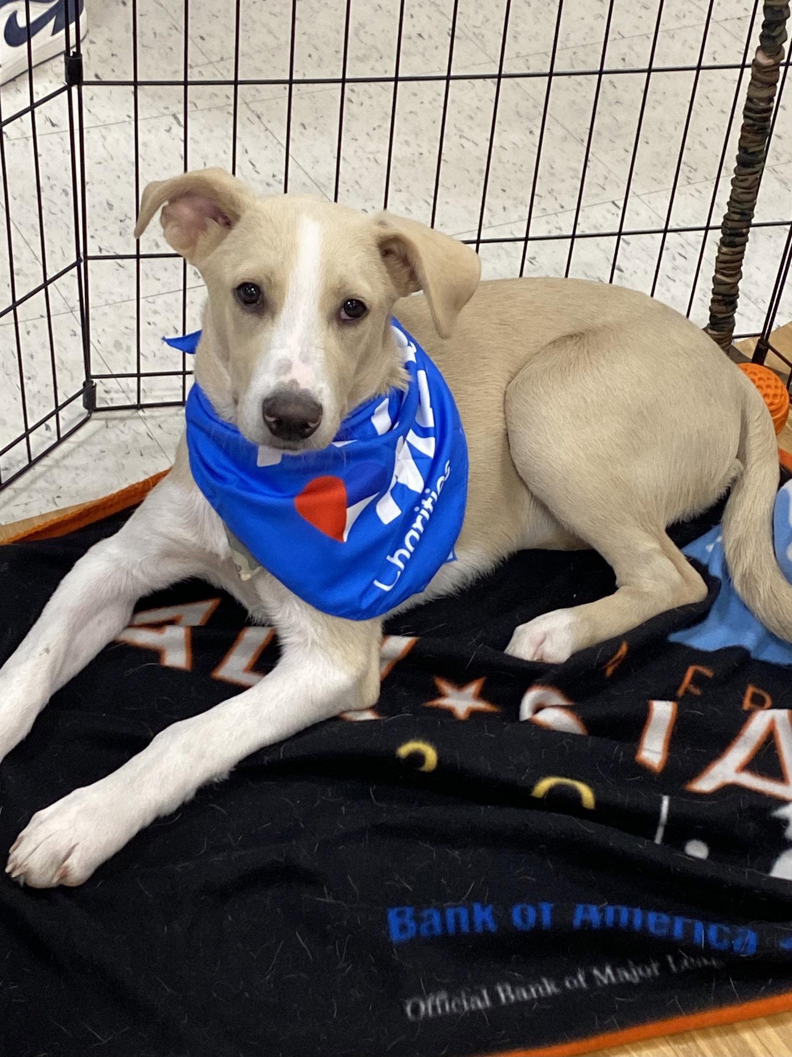 Enlarge Skeeter, a Adoptable Terrier in Barnhart, MO image 2/3