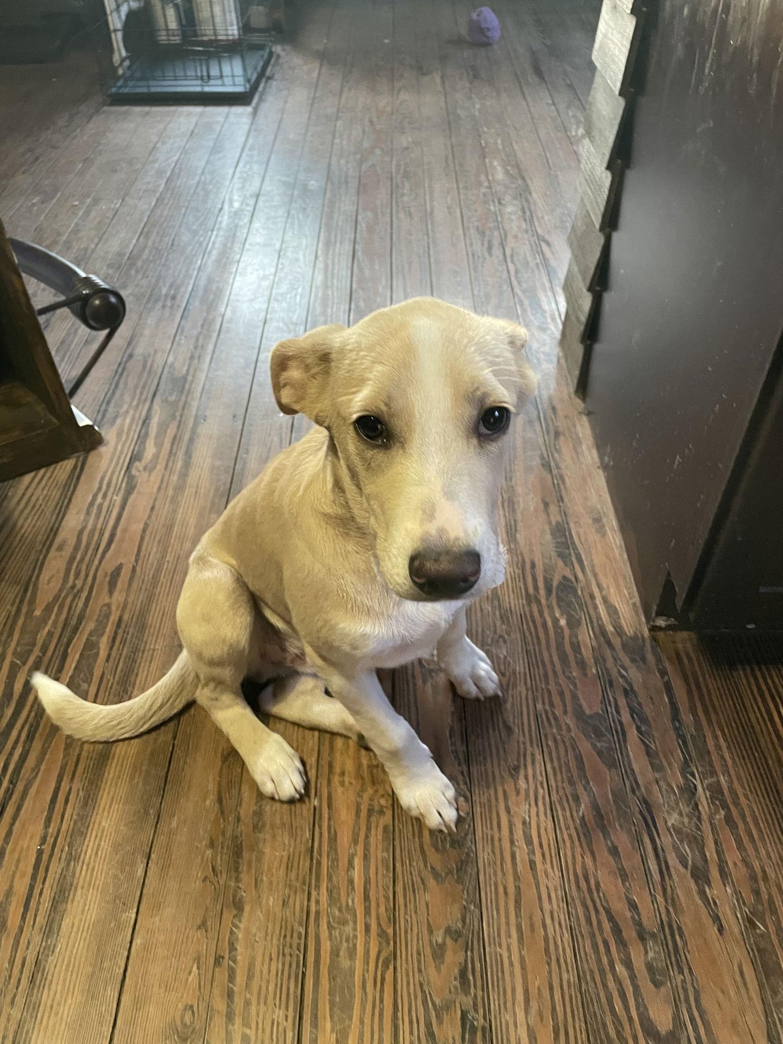 Enlarge Skeeter, a Adoptable Terrier in Barnhart, MO image 3/3