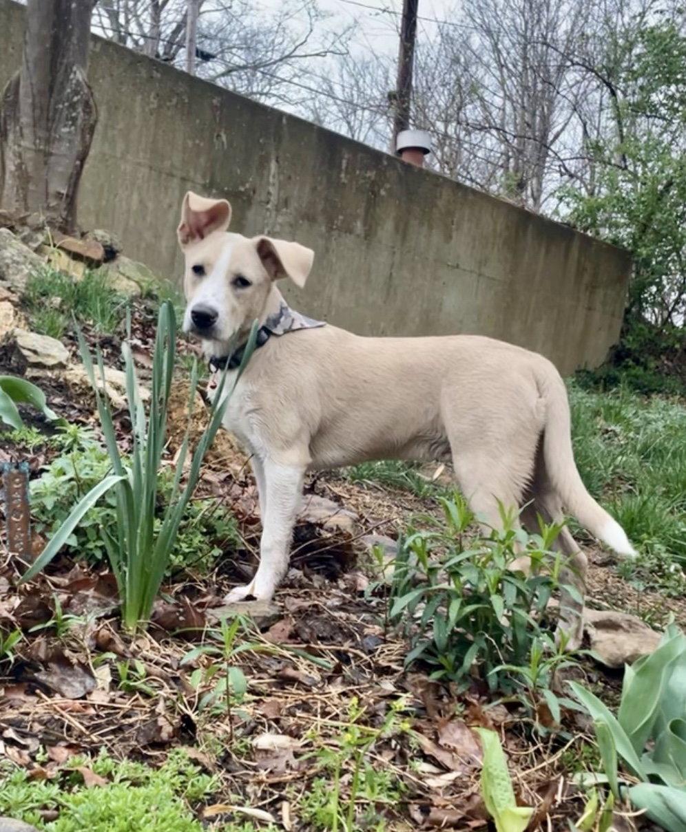 Enlarge Skeeter, a Adoptable Terrier in Barnhart, MO image 3/3