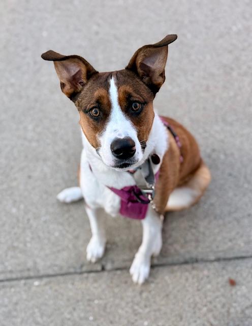 MAZIE, Adoptable, Young Female Australian Cattle Dog / Blue Heeler & Mixed Breed.