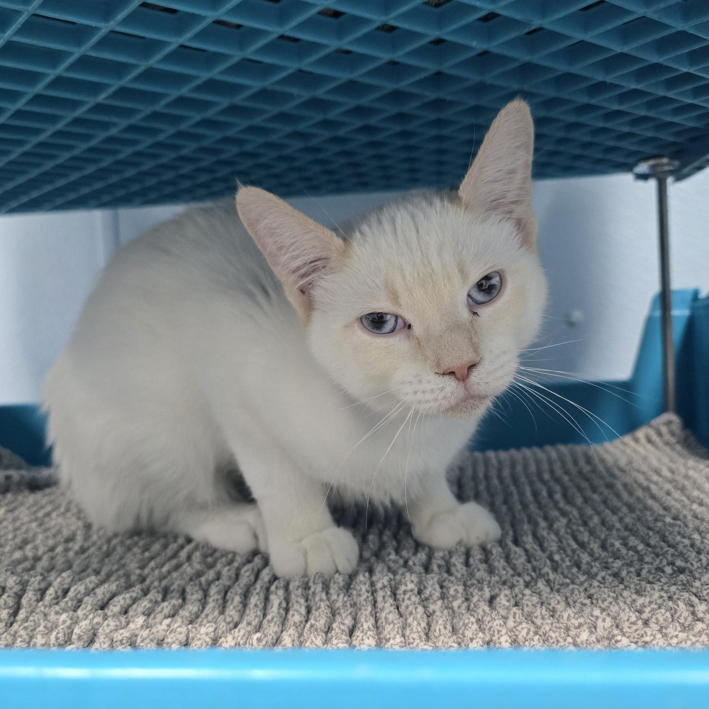 Enlarge Noodles, a ADOPTABLE Domestic Short Hair in Farmington, MO image 1/1