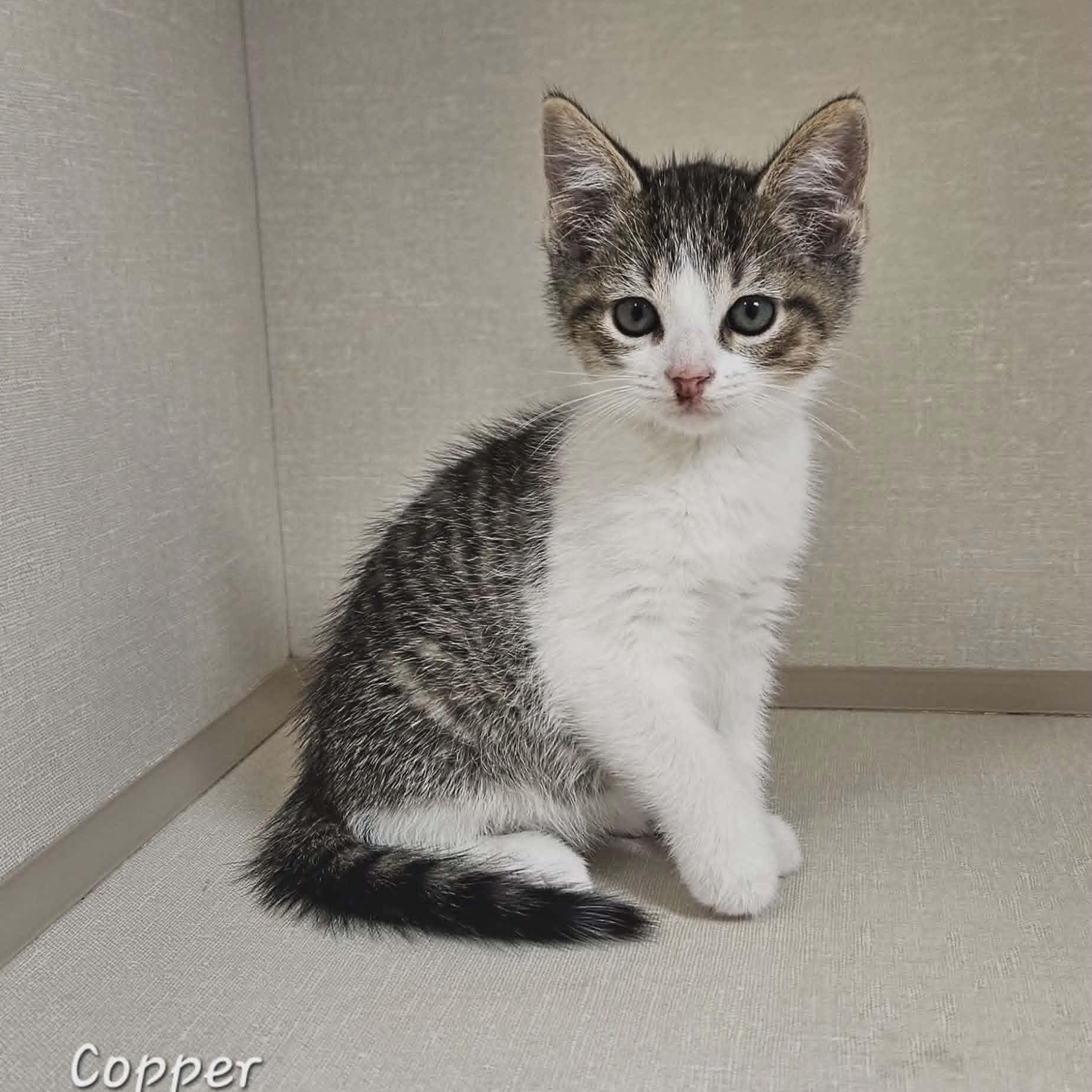 Copper, an adopted Domestic Short Hair in Wapakoneta, OH image 1/2