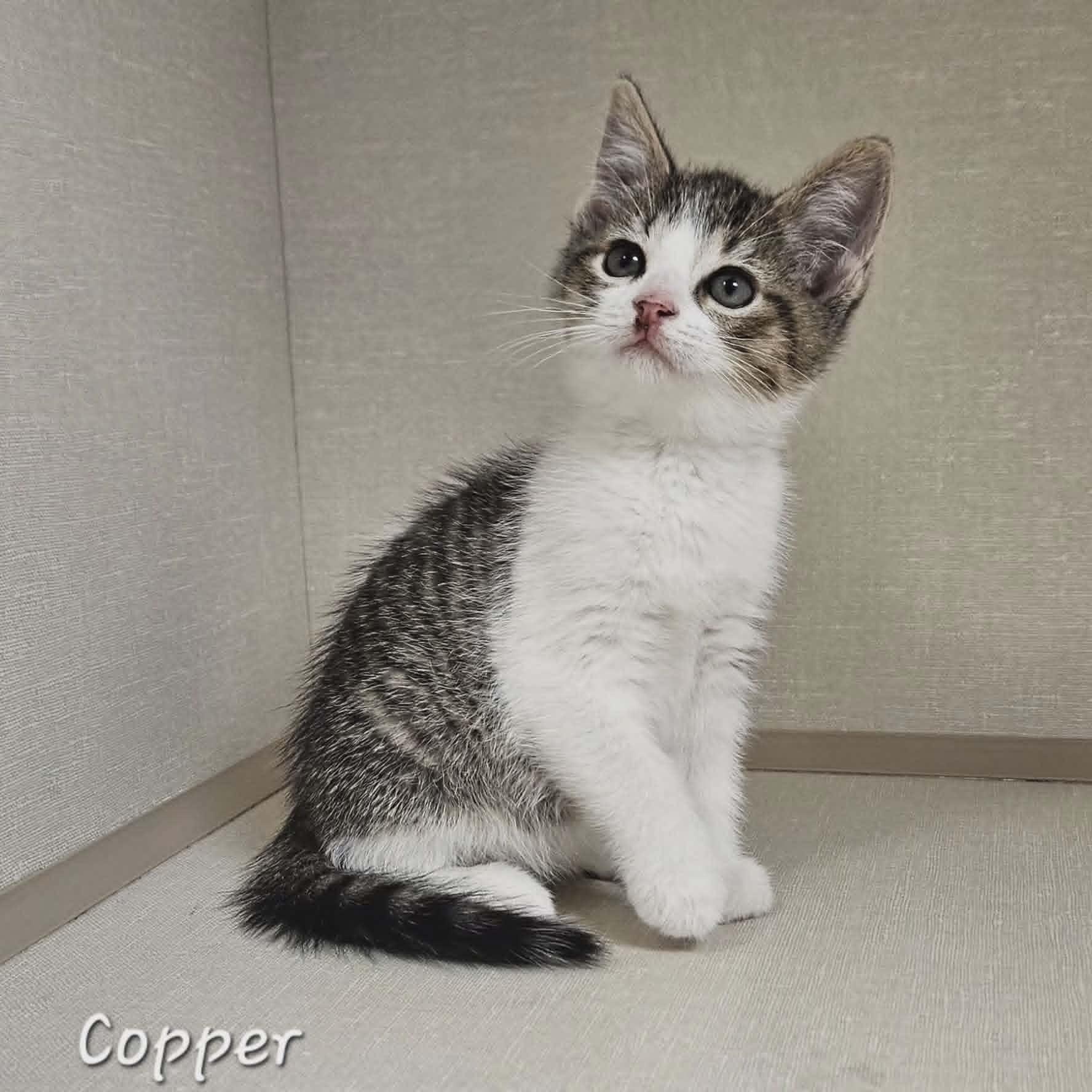 Copper, an adopted Domestic Short Hair in Wapakoneta, OH image 2/2