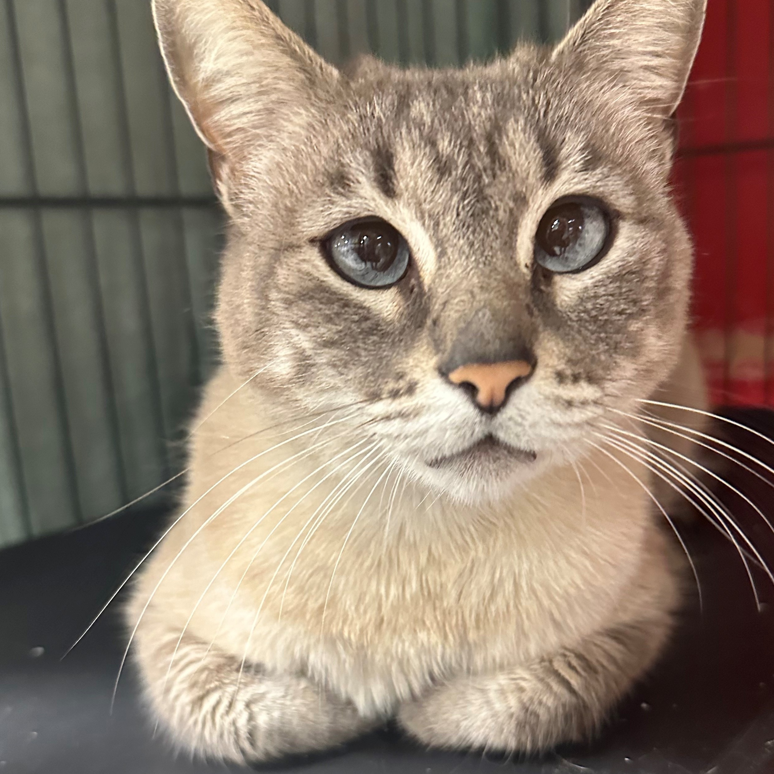 Cat for adoption APHRODITE, a Siamese in San Juan Capistrano, CA