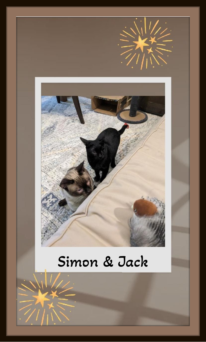 Enlarge Jack and Simon, Bonded Brothers, Limited vision, Extremely Lovey Boys!, a Adoptable mixed breed in Snow Camp, NC image 1/1
