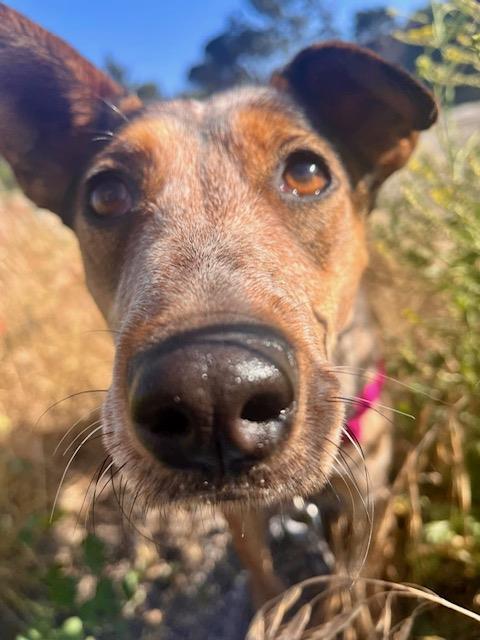 Enlarge JESSIE, a Adoptable Australian Cattle Dog / Blue Heeler in Santa Maria, CA image 1/1